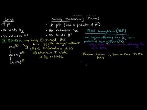 Hemoglobin, Bohr Effect, and Fetal Hemoglobin