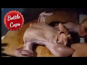 Texada Island - Cooking Seagull for Thanksgiving Dinner 🇨🇦