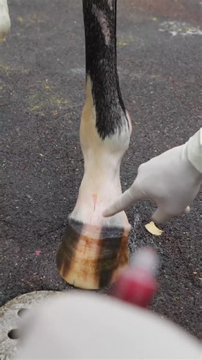 Equine Performance Center EPIC on Instagram: "PRP uses the horse’s own blood to deliver a concentrated dose of platelets directly to an injured area. After the blood is spun, the platelet-rich fraction is isolated and injected into a soft tissue lesion or joint. Platelets release growth factors that help regulate inflammation and improve the quality of early healing. When placed into a joint like the coffin joint, PRP supports the synovial environment, calms inflammation, and encourages healthie