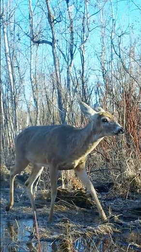 White-Tailed Deer on Soggy Spring Trail