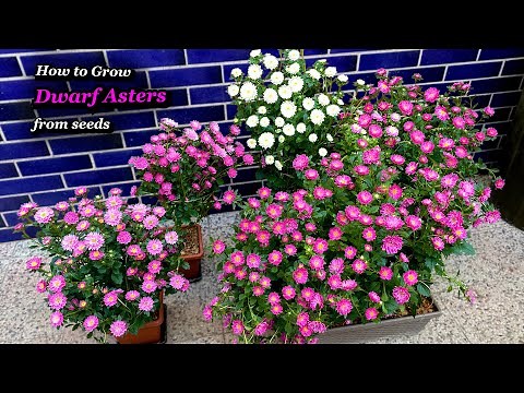 Growing Asters from Seeds - Step by Step (Containers & Pots & Planters)