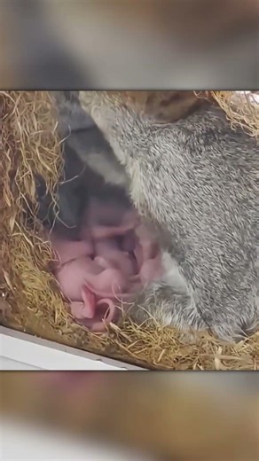 This Squirrel Built a Nest Right Outside the Window
