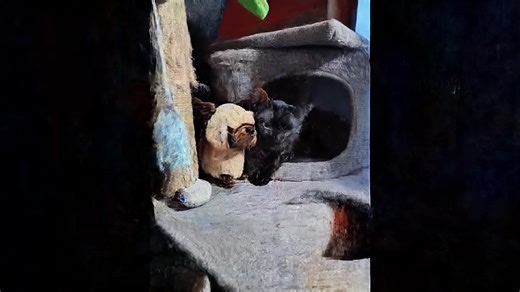 Hilarious Rapping Cat Compilation