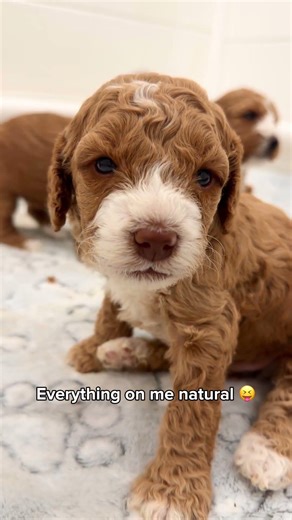 Perfect Australian Labradoodle Puppies 💛🌸 #breeder #puppy #cuteanimal #pets #cutepuppy