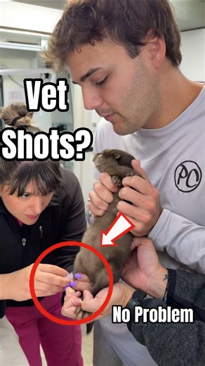 Bravest Otter Ever Faces Vet Shots Without Fear #otter #tweening
