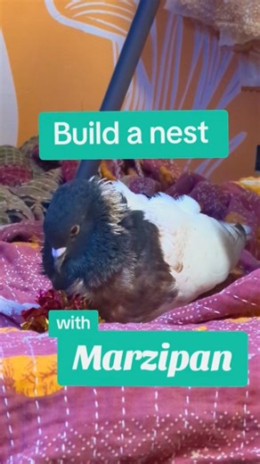 Almost Home Pigeon Rescue on Instagram: "Nest building is an enriching activity for all pigeons of any gender, single or paired. Unlike other birds that are commonly kept as pets, there is no reliable way to discourage basic “hormonal” behavior such as egg laying or nest building once it starts, and pigeons do not suffer from the deleterious effects of “being hormonal,” they don't self-harm or become intractably aggressive. When mankind domesticated pigeons for monthly fecundity, we made them ho