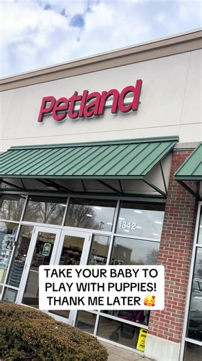 Fun Day at Petland: Playing with Puppies and Kids