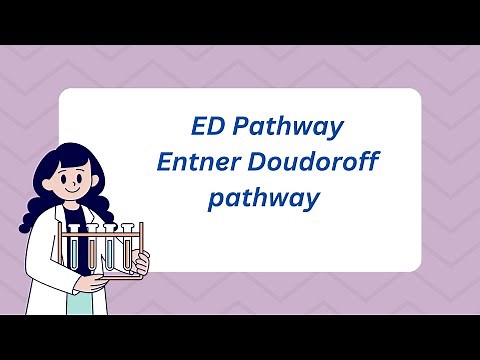 ED pathway | Entner doudoroff pathway
