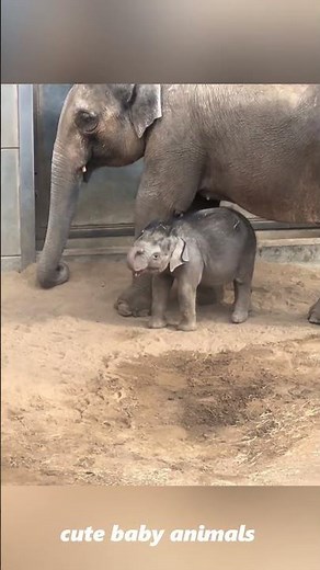 These Baby Animal Interactions Are Pure Joy #cute #animals #wholesome