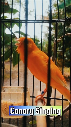 Best Canary Training | Canary Singing #galerikenariindonesia #birdsinging #canary #kenari3in1