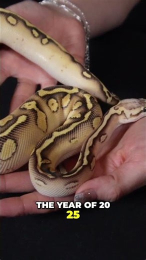 Ball Python Genes The Next BIG Thing in Reptile Trends!