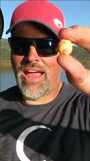 Pro Trout Guide Demonstrates How To Use PowerBait #fishing #trolling #trout #salmon #fishingtrip
