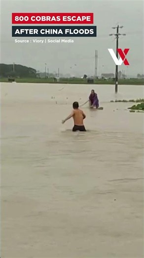 "Run, The Cobras Are Out!" Flooded Snake Farm Sparks Panic In Southern China | VERTEX
