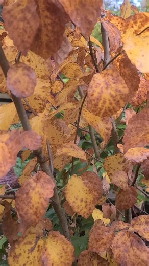 For your garden 🌳•Winter interest: Witch hazel provides fragrant, long-lasting blooms when other plants are dormant, making it a valuable landscaping plant for brightening the winter landscape. 🌳•Wildlife support: It is an important source of late-season pollen and nectar for insects and serves as a host plant for several moth and butterfly species. Various animals also eat its fruit. 🌳•Aesthetic appeal: It has a beautiful, upright-spreading form with unique, zigzagging branches and brilliant