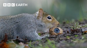 Sneaky Squirrels Steal Acorns | Spy in the Wild | 4K UHD | BBC Earth | Mark Riepe