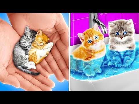 SAVE THESE TINY KITTENS || Useful DIY Ideas and Hacks for Smart Pet Owners by Resting Purr Face Live