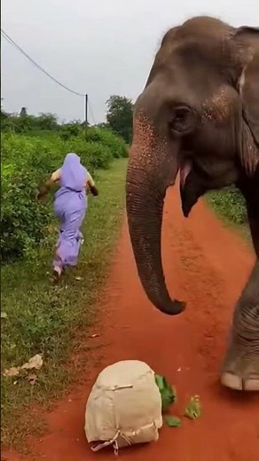Terrifying Elephant Attack Caught on Camera 😱| Real Indian Village Scene
