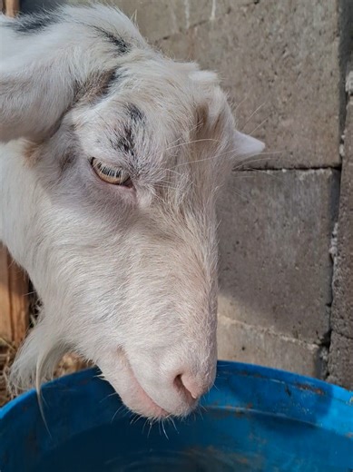 goat #goatsoftiktok #funnyanimals #fyp #animals #goats TikTok