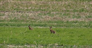 Video by Nicky Pe on Pexels