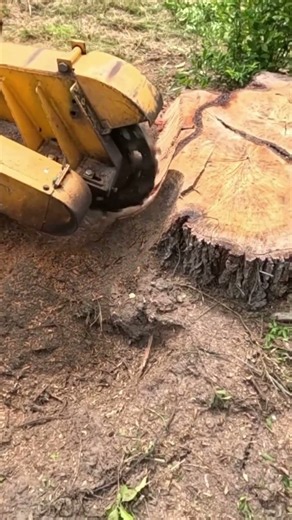 Stump Grinding Dunnellon FL — Shipbuilder's Oak