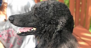 KC Pet Partners continues important therapy work amid pandemic