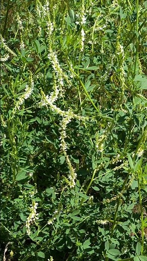 Supporting your veins #SweetClover