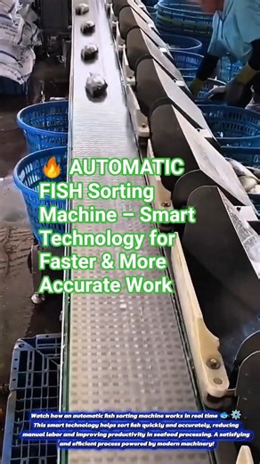 🔥 AUTOMATIC FISH Sorting Machine – Smart Technology for Faster & More Accurate Work 🐟⚙️#short