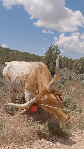 Broncs And Donks on Instagram: "Loading cows on the desert is always a good time! Full Vlog on my YøuTbe! Peep the @swift_built we used to load the cow up! 👀 @zdcattle @ty_broncs_and_donks @dan_broncs_and_donks @nate_broncs_and_donks @kirkchristiansen @elijahdansie14 #cowboy #horse #cattle #rope #ranchy #punchy #rodeo #cattledrive #western #broncsanddonks #cows #horses #cowboyup"