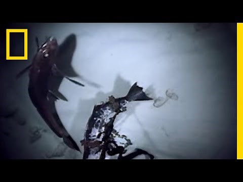 Rarely Seen Sharks | National Geographic