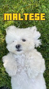 113K views · 4K reactions | Thinking of getting a small,...