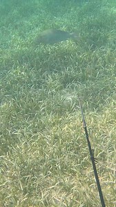 Does That Hurt the Fish? #fishing #fish #conservation #ocean | Fishing with Joey Antonelli