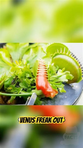 Venus Flytrap Meets the World’s Spiciest Pepper