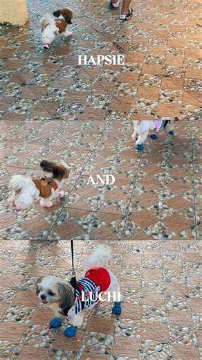 Cute Dog Adventure: Shih Tzu Luchi and Hapsie at Santa Elena Park before Christmas #shorts #cute