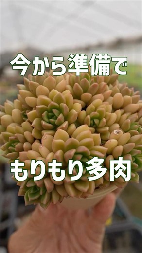 【まだ間に合う】ぐんぐん成長も楽しめます。多肉植物。