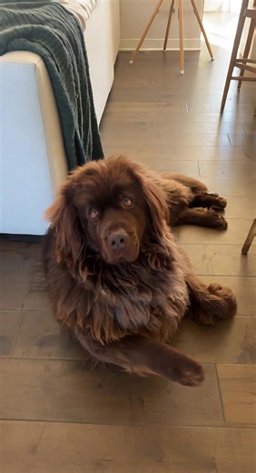 Understanding Newfoundland Dogs: Traits and Care Tips