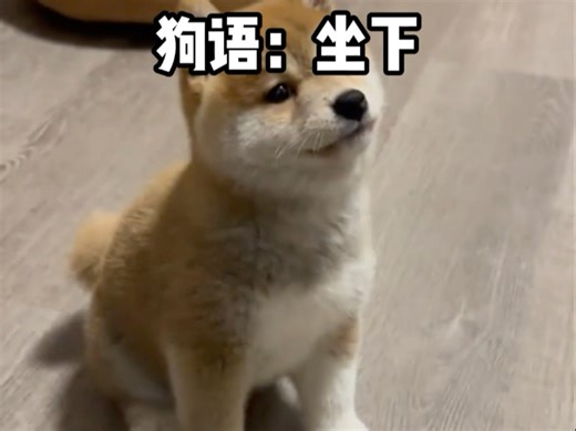 狗语十级，快来放给你家狗狗听吧！