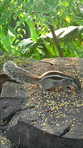 Birds videos for cats to watch