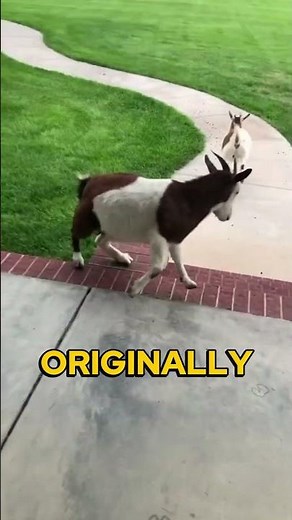 Fainting Goats | The Truth Behind Their Collapses 🐐