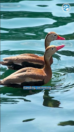 This Is Why Whistling Ducks Are AWESOME