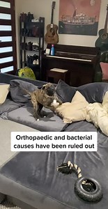 Meet our darling girl; Poppy. Poppy is a 4 month old mixed breed girl affectionately known as “Hoppy” 🐰🐰 This is because since we picked her up from a local pound, this sweet little thing has hopped around on her back legs rather than using them independently. As always, our first concern was “is she in pain?” She visited our friends at Subiaco vets, who took X-rays and put our minds at ease that she did not appear to be in any discomfort. Poppy was then referred to a specialist, and she spent