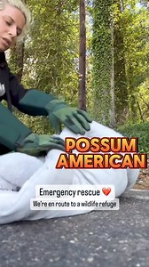 9.5K views · 351 reactions | Emergency rescue ❤️ We're en route to a wildlife refuge! 沈 | Possum American | Facebook