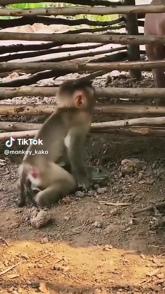 Funny Baby Monkeys and Frogs Compilation