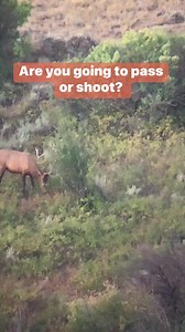 7.8K views · 29 reactions | What defines an ethical shot? Is this just to far to get that perfect shot? Some say no way not possible… some say “chip shot” as they remove the safety from the .338… what do you think? | Dripfish Coffee | Facebook