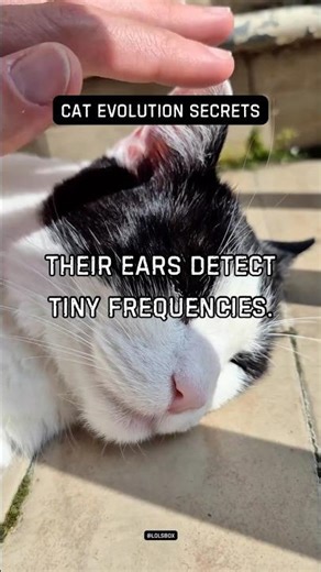 Their ears detect tiny frequencies. Cats hear higher pitches than dogs.