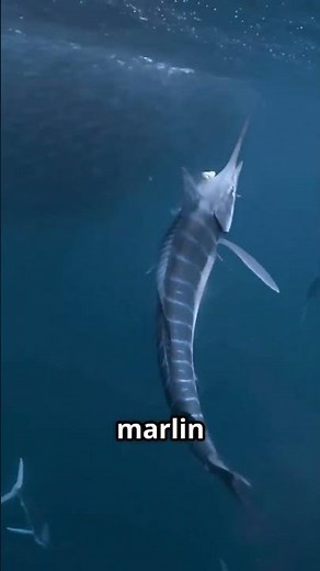 The Fastest Fish in the Ocean: The Black Marlin #animals #curiouscurrent
