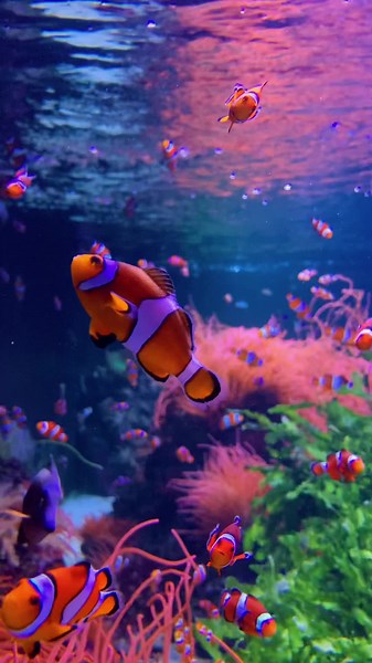 Beautiful Aesthetic Fish Compilation | Mesmerizing Underwater Beauty