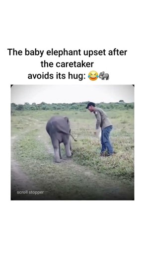 The baby elephant upset after the caretaker avoids its hug: .. 🐘😂