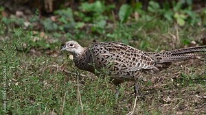 Female Ring necked Pheasant foraging on the ground