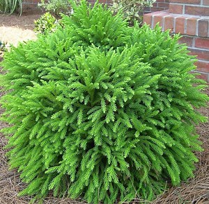 Dwarf Globosa Nana Cryptomeria: Evergreen Conifer Shrub - 1 Gallon - Etsy