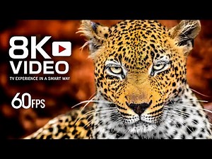 BEYOND REALITY: ANIMALS IN 8K 60FPS – TRUE COLOR TV TEST #8K #4K